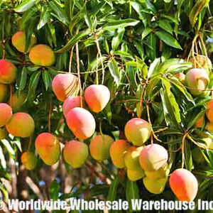 wholesale mango butter