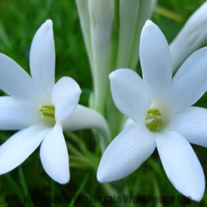 White tuberose